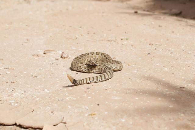 An Orange County man has died after being bitten by a rattlesnake (not the one pictured) Feb. 1.